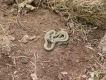 Reptiles Couleuvre verte et jaune (Hierophis viridiflavus)