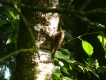 Oiseaux Grimpereau des jardins (Certhia brachydactyla)