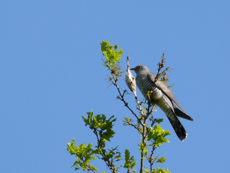 Photo Oiseaux Coucou gris (Cuculus canorus)