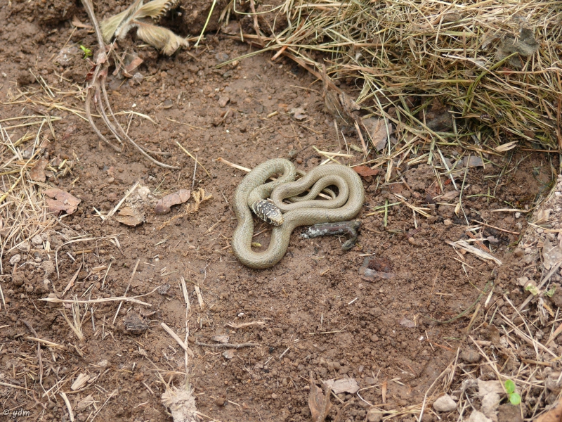 Photo Reptiles Couleuvre verte et jaune (Hierophis viridiflavus)