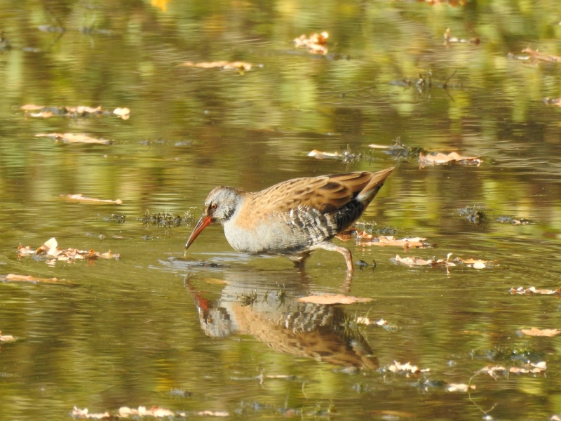 Photo Oiseaux Râle d'eau