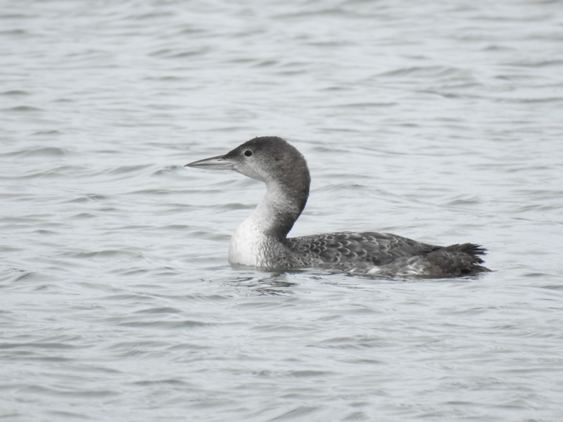 Photo Oiseaux plongeon imbrin