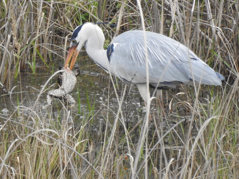 Photo Oiseaux