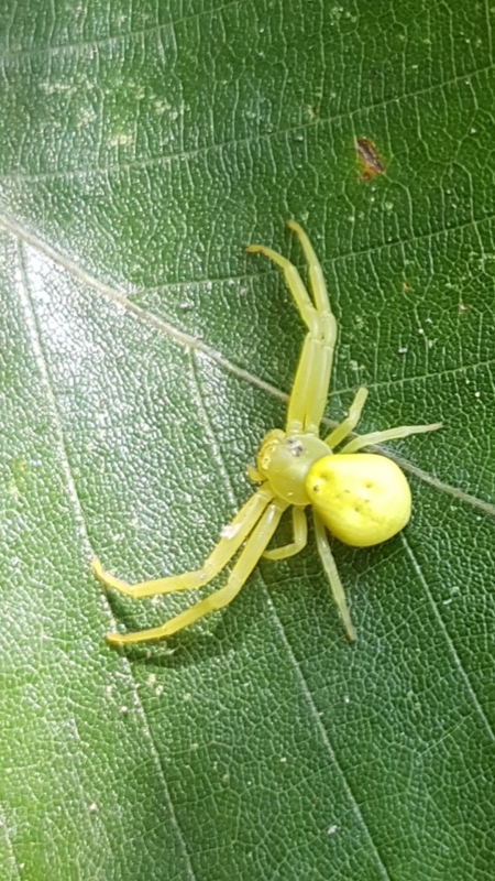 Photo Araignées