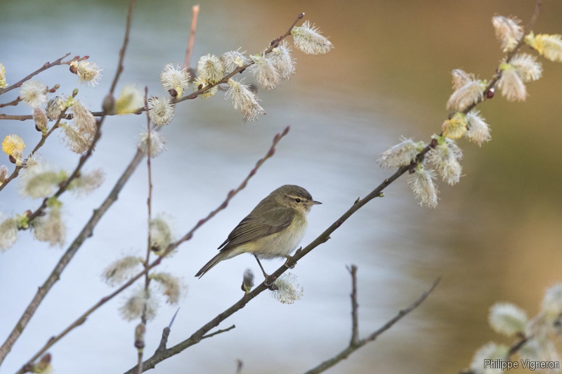 Oiseaux Pouillot véloce