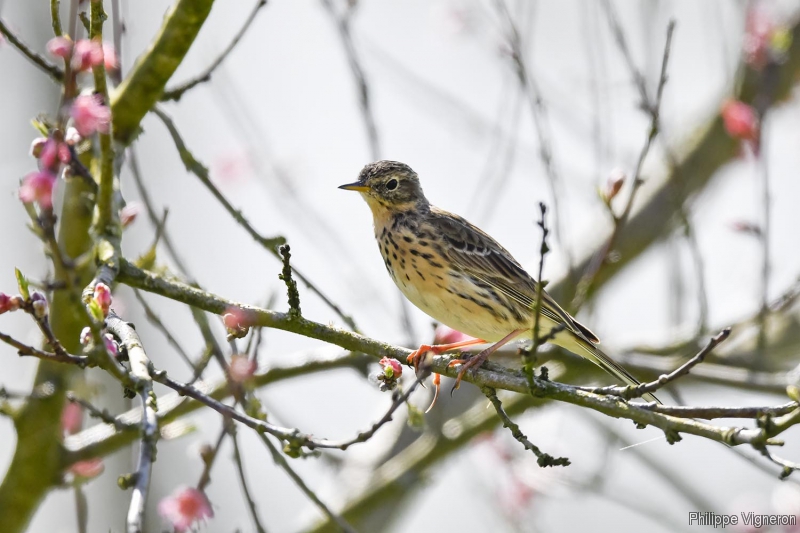 Oiseaux Pipit farlouse