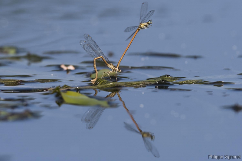 Insectes et Araignées Platycnemmis acutipennis