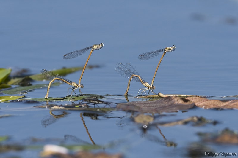 Insectes et Araignées Platycnemis acutipennis