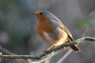 Oiseaux Rouge-gorge familier (Erithacus rubecula)