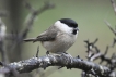 Oiseaux Mésange nonnette (Poecile palustris)