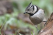 Oiseaux Mésange huppée (Lophophanes cristatus)