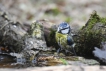  Mésange bleue (Cyanistes caeruleus)