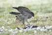 Oiseaux Épervier d\'Europe (Accipiter nisus) femelle