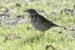 Oiseaux Grive musicienne (Turdus philomelos)