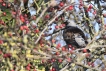 Oiseaux Grive litorne (Turdus pilaris)