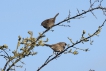 Oiseaux Accenteur mouchet (Prunella modularis)