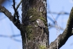 Oiseaux Grimpereau des jardins (Certhia brachydactyla)