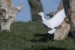 Oiseaux Héron garde-boeufs (Bubulcus ibis)