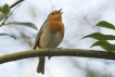 Oiseaux Rouge-gorge familier (Erithacus rubecula)