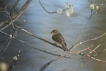 Oiseaux Pouillot véloce (Phylloscopus collybita)