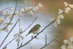 Oiseaux Pouillot véloce (Phylloscopus collybita)