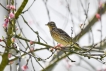 Oiseaux Pipit farlouse (Anthus pratensis)