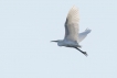 Oiseaux Grande aigrette (Egretta alba)