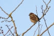 Oiseaux Moineau domestique (Passer domesticus) mâle