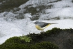 Oiseaux Bergeronnette des ruisseaux (Motacilla cinerea)