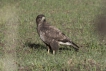 Oiseaux Buse variable (Buteo Buteo)