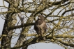 Oiseaux Buse variable (Buteo Buteo)