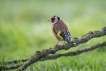  Chardonneret élégant (Carduelis carduelis)