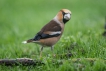 Oiseaux Grosbec casse-noyaux (Coccothraustes coccothraustes)