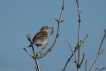 Oiseaux Pipit farlouse (Anthus pratensis)