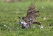 Oiseaux Épervier d\'Europe (Accipiter nisus) femelle