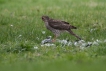 Oiseaux Épervier d\'Europe (Accipiter nisus) femelle