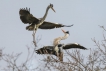 Oiseaux Héron cendré (Ardea cinerea)