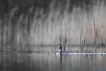 Oiseaux Grèbe huppé (Podiceps cristatus)