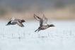 Oiseaux Fuligule milouin (Aythya ferina)