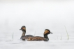 Oiseaux Grèce à cou noir (Podiceps nigricollis)