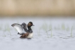 Oiseaux Grèce à cou noir (Podiceps nigricollis)