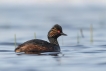 Oiseaux Grèce à cou noir (Podiceps nigricollis)