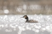 Oiseaux Grèbe huppé (Podiceps cristatus)