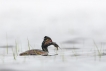 Oiseaux Grèce à cou noir (Podiceps nigricollis)