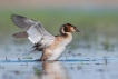 Oiseaux Grèbe huppé (Podiceps cristatus)