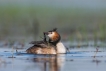 Oiseaux Grèbe huppé (Podiceps cristatus)