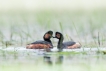  Grèbe à cou noir (Podiceps nigricollis)