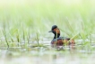 Oiseaux Grèbe à cou noir (Podiceps nigricollis)