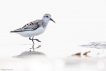 Oiseaux Bécasseau sanderling (Calidris alba)