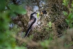 Oiseaux Mésange à longue queue (Aegithalos caudatus)